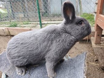 Holíčský modrý - 1