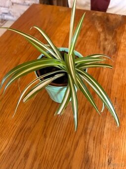 Dekorační živá rostlina