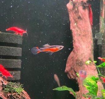 Živorodka Endlerova – Santa Maria