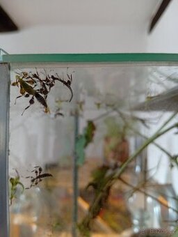 Lupenitka Filipínská