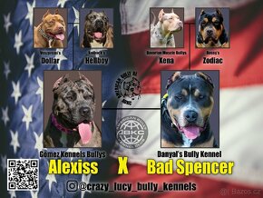 American Bully XL - 1