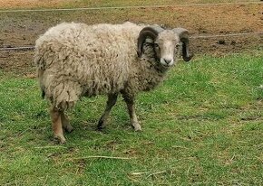 Quessantské ovce - 1