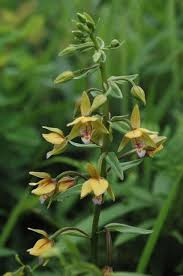 venkovní orchideje