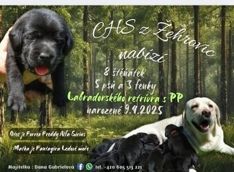 Štěňata Labradorského retrievera s PP FCI