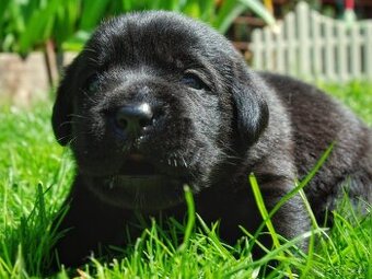 Štěňata Labradorského retrievera s PP FCI