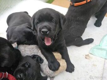 Štěňata Labradorského retrievera s PP FCI