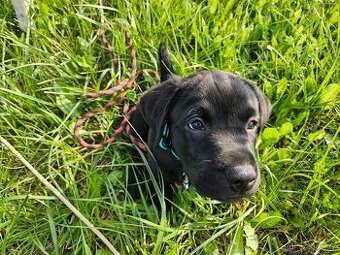 Štěňata Labradorského retrievera s PP FCI