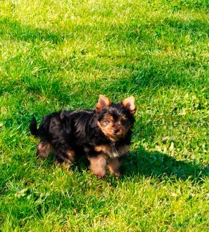 Yorkshire Terrier  Black and tan, Biewer, Biro s PP