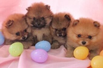 Pomeranian boo