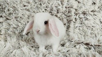 Zakrslý beránek, králíček, králík - TIMIÁN