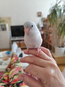 Ochočená samicka Papoušíčka šedokřídlého