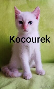 Britský kocourek bez PP