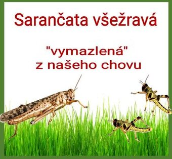 Krmný hmyz / Sarančata - 1