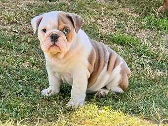 Anglicky Bulldog-fenka