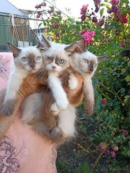 Ragdoll