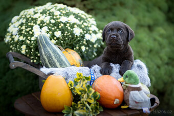 štěně - pejsek - labradorský retriever čokoládové barvy s PP