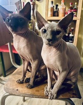 Kanadský Sphynx - dva kluci
