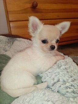 Čivava dlouhosrstá s PP úžasný pejsek