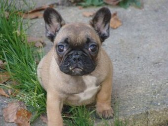 francouzský buldoček