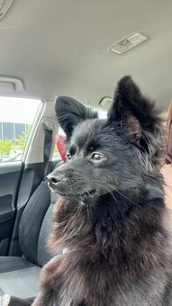 Štěně špice s jezevčíkem