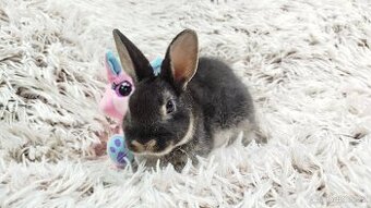 Zakrslý králík, králíček -(REX)-DAISY