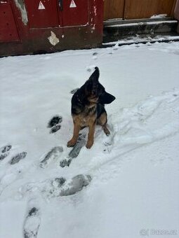 Německý ovčák s PP – špičkové štěně z výběrového chovu