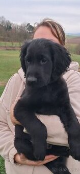 Flat Coated Retriever