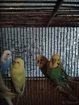 Prodám andulky