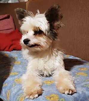 Jorkšírský teriér krytí