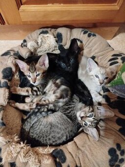 Orientální koťata