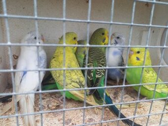 Andulky a zebřičky z venkovní voliery