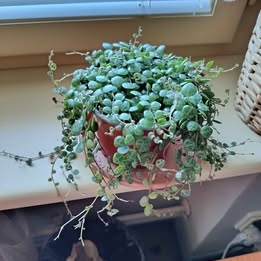 Peperomia prostata (Želvičky)