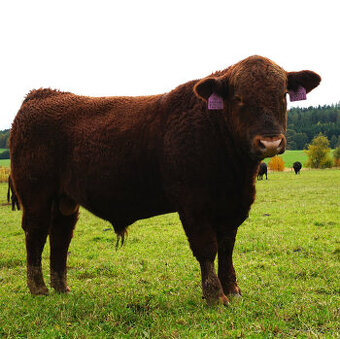 Prodáme plemenné býky AA