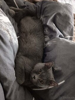 Schanim britského kocoura ke kryti