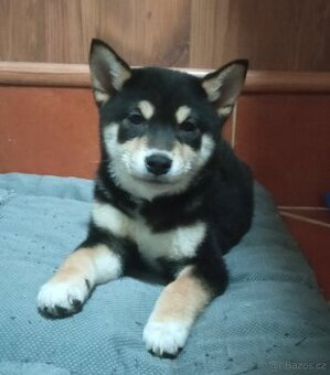 Shiba inu štěňata jen fenky.