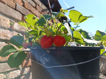 SENGA SENGANA - Jahodník