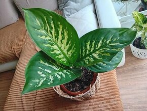 Dieffenbachia / Difenbachie