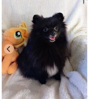 Pomeranian roční holčička
