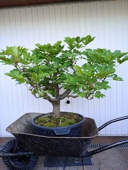 Jírovec manďal (kaštan) bonsai