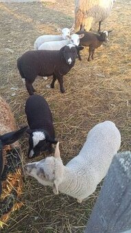 prodám letošní jehňata