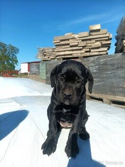 Cane Corso ihned k odběru