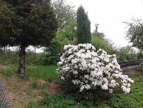 Rododendron