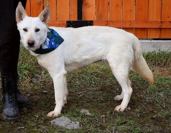 NAIMA K ADOPCI - 1 ROK, NĚŽNÁ, MILÁ, VHODNÁ K DĚTEM - 1