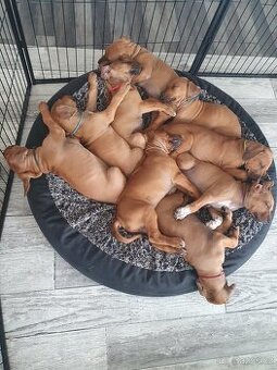 Chs Maisha Mazuri - Rhodesian ridgeback - 1