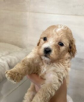 Štěňata maltipoo na prodej, maltézský toy pudl s PP