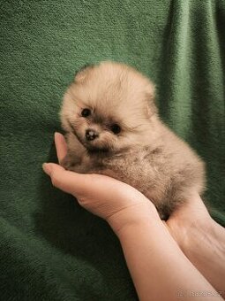 Štěňata pomeraniani s PP FCI