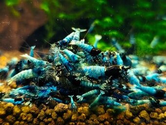 Krevetky - Caridina Blue bolt a shadow mosura