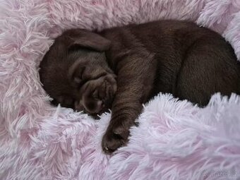 Labradorský retriever s PP