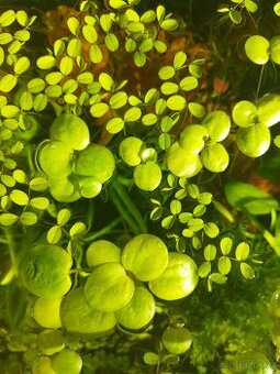 Plovoucí akvarijní rostliny