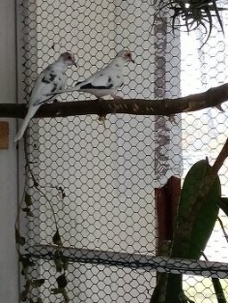 Holoubek diamantový straka